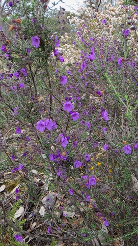Prostanthera denticulata observed 2026-10-01