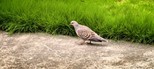 Oriental Turtle-Dove