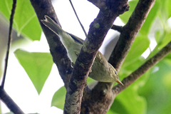 Phylloscopus reguloides