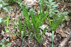 Colchicum umbrosum