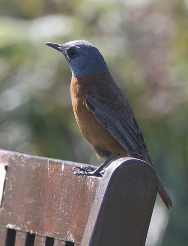 iNaturalist image