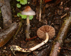 Cortinarius pseudorotundisporus