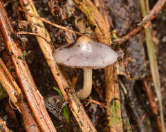 Cortinarius pseudorotundisporus