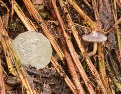 Cortinarius pseudorotundisporus