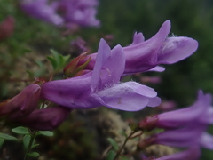 Penstemon davidsonii