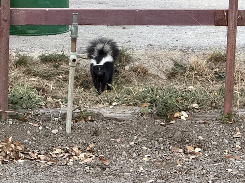 Striped Skunk