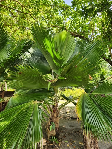 Pritchardia pacifica observed 2026-10-01