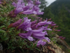 Penstemon davidsonii