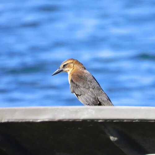 Great-tailed Grackle