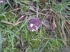 Russula purpureoflava