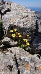 Ranunculus creticus