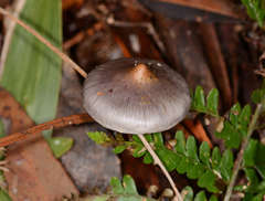 Cortinarius pseudorotundisporus