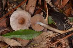 Cortinarius pseudorotundisporus