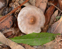Cortinarius pseudorotundisporus