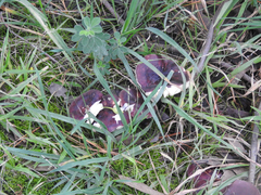 Russula purpureoflava