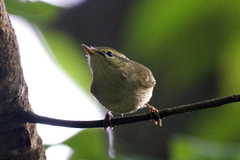 Phylloscopus reguloides