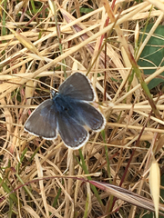 Icaricia icarioides missionensis