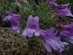 Penstemon davidsonii
