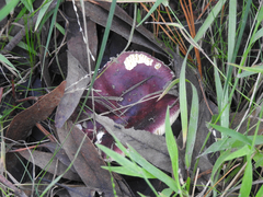 Russula purpureoflava