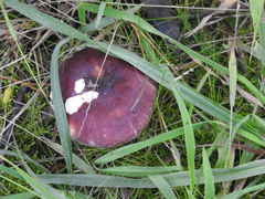 Russula purpureoflava