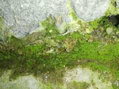 Thuidium peruvianum