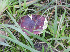 Russula purpureoflava