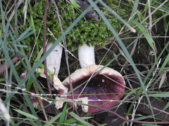 Russula purpureoflava
