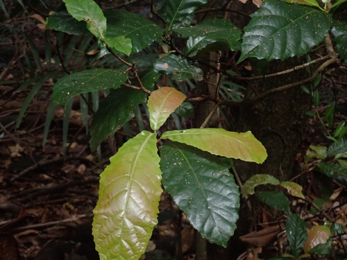 Sloanea australis observed 2026-09-27