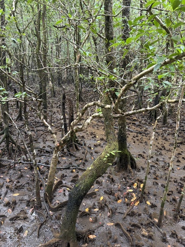 Xylocarpus granatum observed 2026-09-29