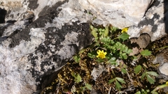 Hyoseris scabra