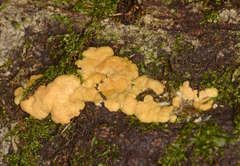Trichoderma victoriense