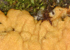 Trichoderma victoriense