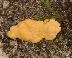 Trichoderma victoriense