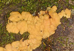 Trichoderma victoriense