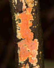 Gloeoporellus merulinus