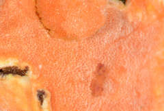 Gloeoporellus merulinus