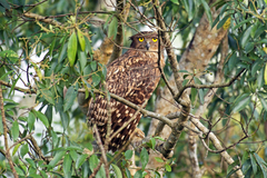 Ketupa zeylonensis