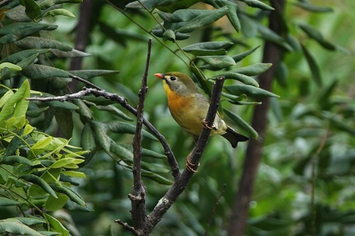 Leiothrix lutea observed 2026-09-30