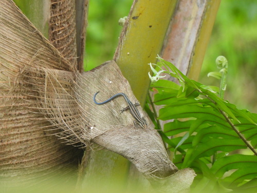 Emoia caeruleocauda observed 2026-08-14