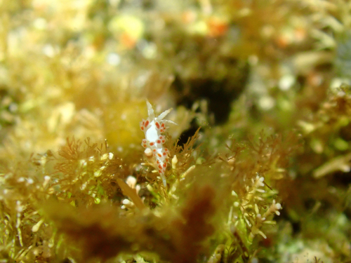 Cooper's Aeolid
