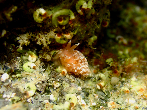 Colorful Aeolid