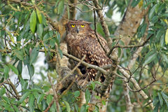 Ketupa zeylonensis