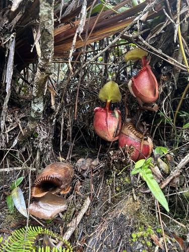 Nepenthes villosa