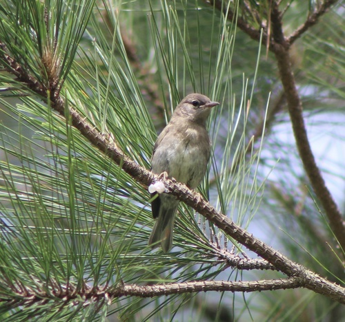 Pine Warbler, photo 9 of 10