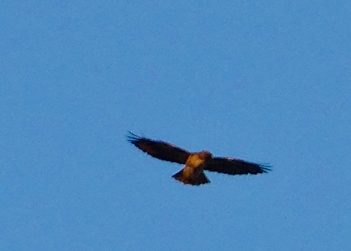 Red-tailed Hawk