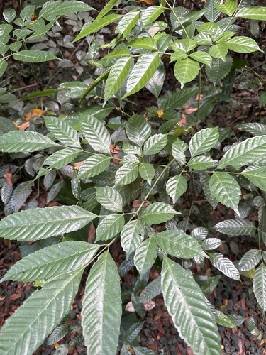 Leea guineensis observed 2026-10-01