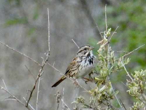 Song Sparrow