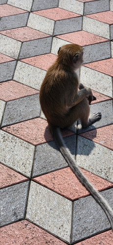 Long-tailed Macaque