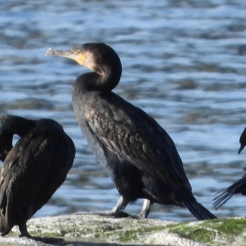 Great Cormorant