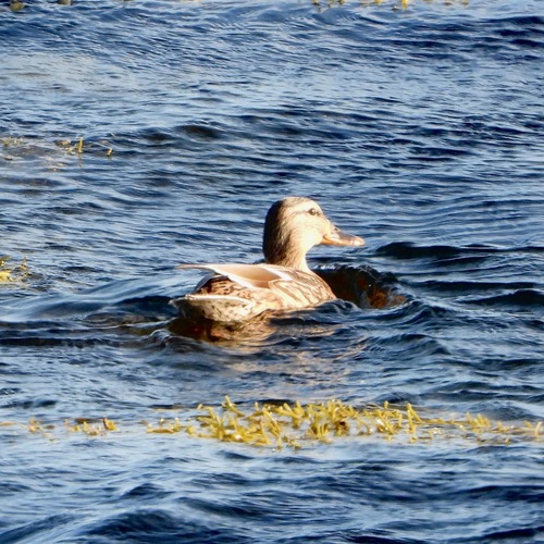 Mallard